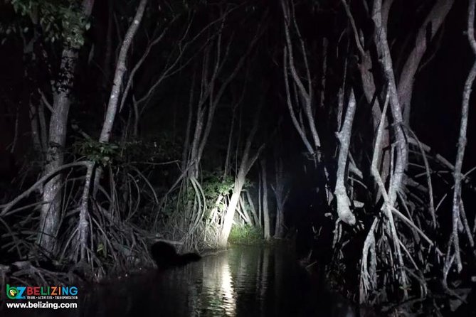 Bioluminescence Tour & Sunset River Cruise