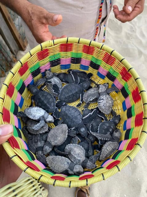 Bioluminiscence and Turtle Release Full Afternoon/Night Trip
