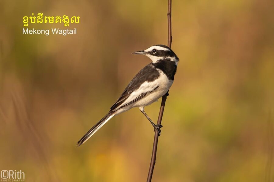 Bird Watching at Prek Toal Tonlé Sap Lake Biosphere Reserve