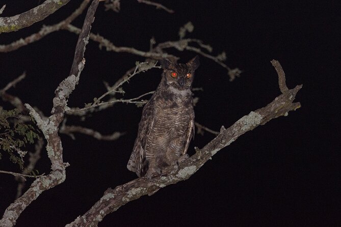 Birding and Nature Chaco Tour