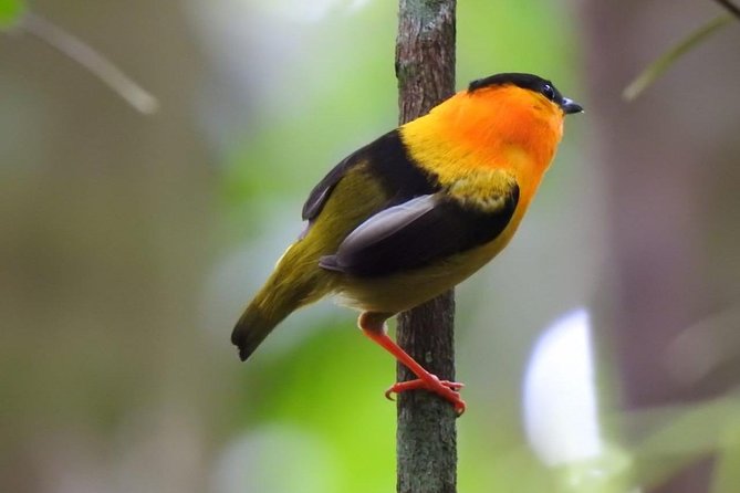 Birding in the Rainforest