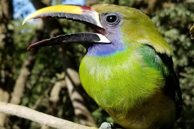 Birdwatching Curi Cancha Reserve With Transport (Entrance Fees NOT Included)