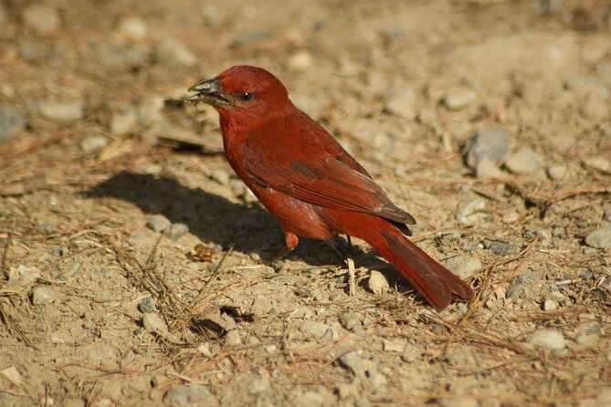 Birdwatching in Salento