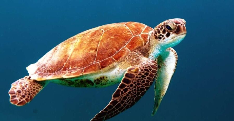 Bohol: Dolphin and Sea Turtle Watching Island Hopping Tour