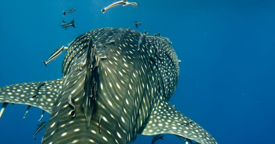 Bohol: Lila Whale Shark Watching