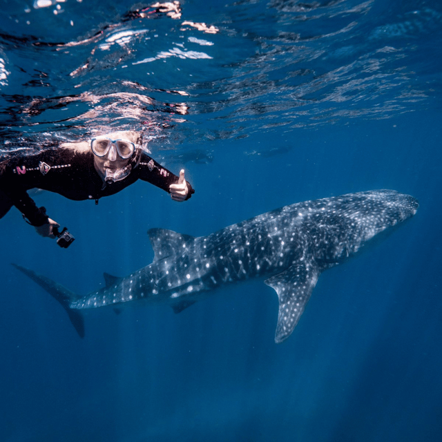 Bohol: Whaleshark + Choco Tour + Rio Verde Lunch Buffet - Tour Overview and Pricing