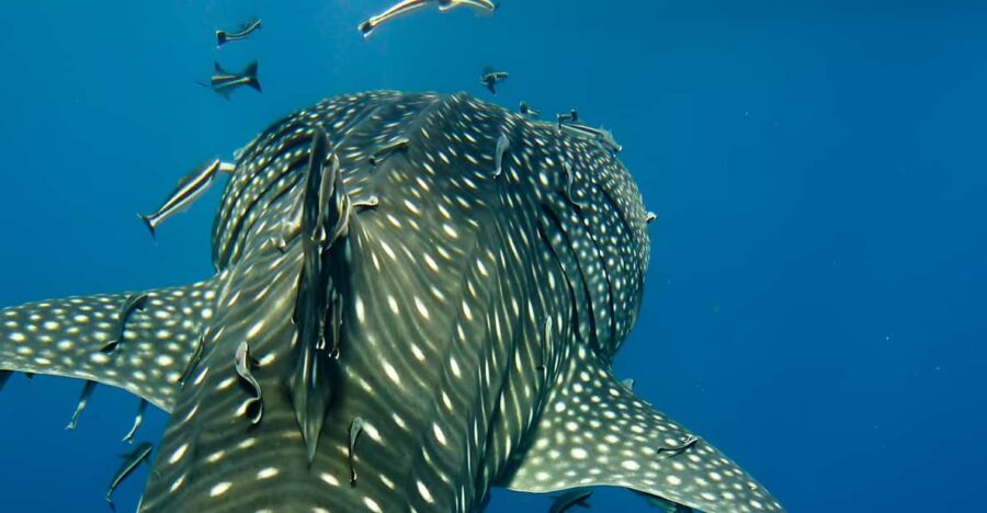 Bohol Whaleshark Experience