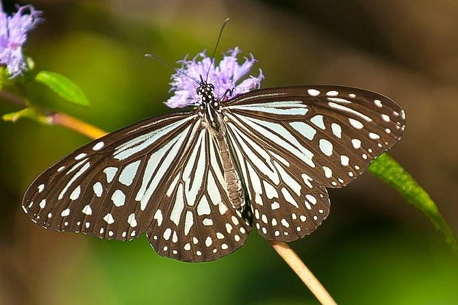Bondla Wildlife Sanctuary With Lunch in Spice Plantation in Goa