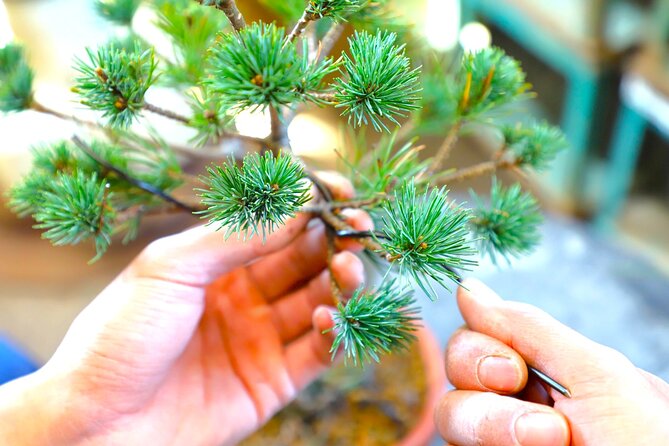 Bonsai Tour & Experience at the Most Sacred City for Bonsai in JP - Learning the Art of Bonsai