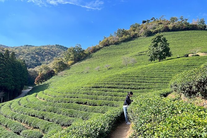 12 Best Tours In South Korea