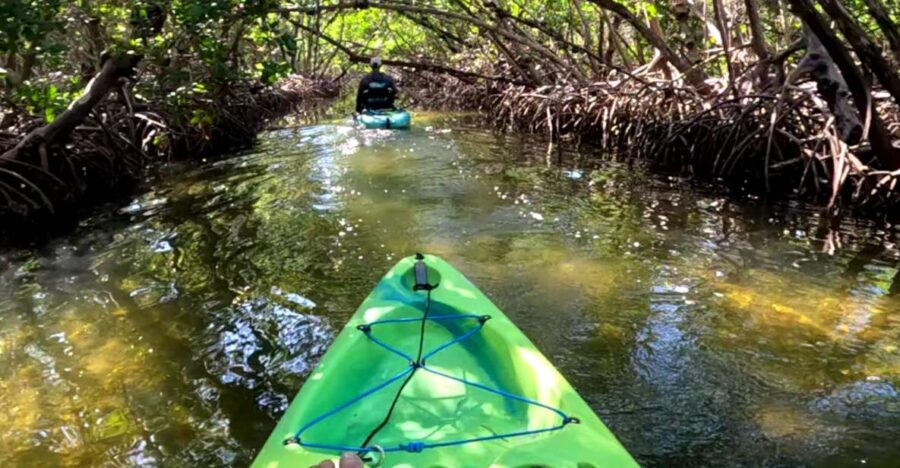 Bradenton: Guided Pedal Kayak Tour