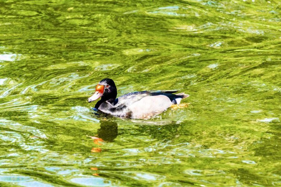 Buenos Aires: Temaiken Biopark With Transfers - Tour Overview
