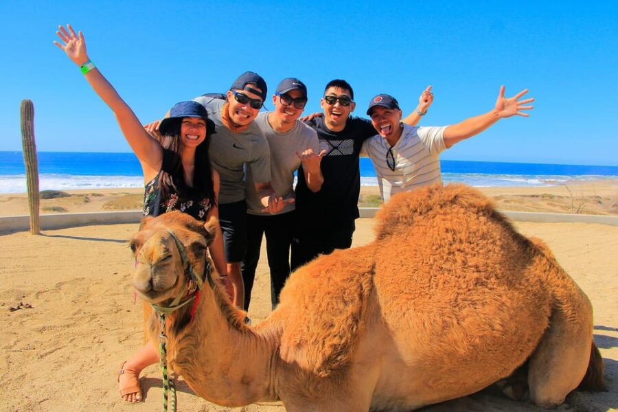 Cabo San Lucas: Camel Ride on the Beach