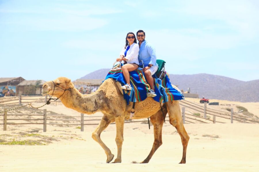 Cabo San Lucas: Camel Riding Experience With Snacks