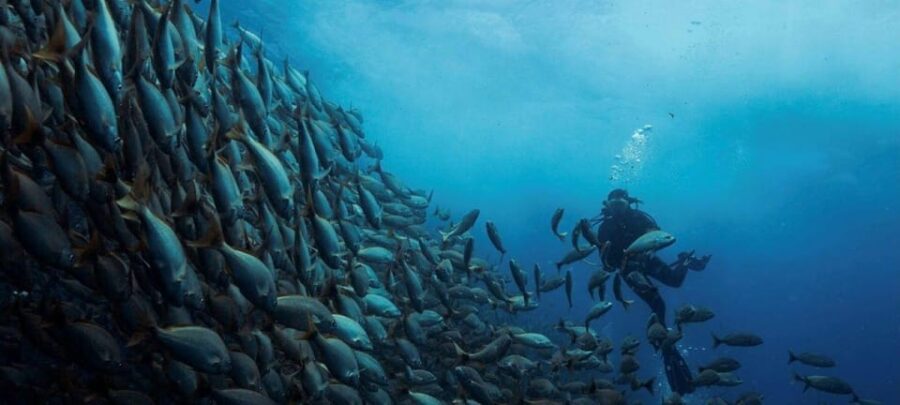 Cabo San Lucas: Marine Reserve Dive