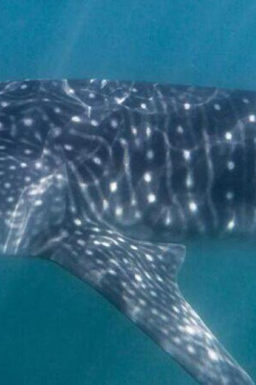 Cabo San Lucas: Snorkel With Whale Sharks