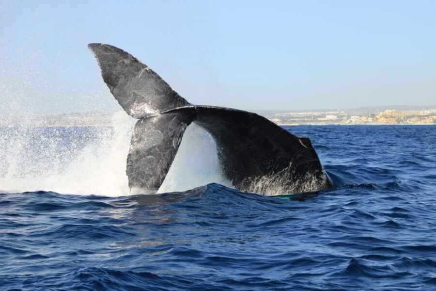 Cabo San Lucas: Whale Watching Tour