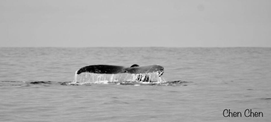 Cabo San Lucas: Whale Watching Tour