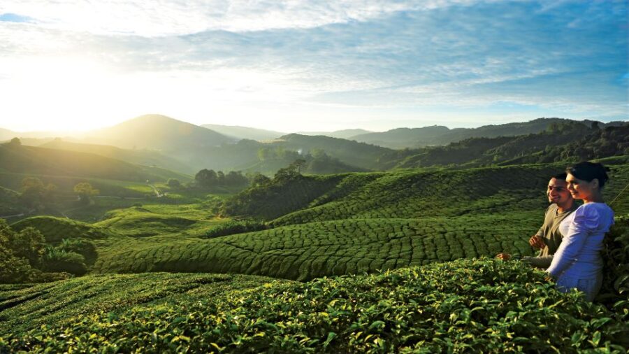 Cameron Highlands 1 Day Tour From Kuala Lumpur
