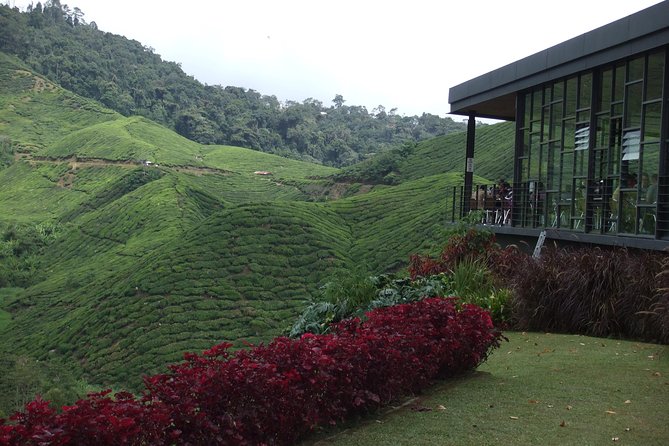 Cameron Highlands Amazing Day Trip Tour With Local Lunch