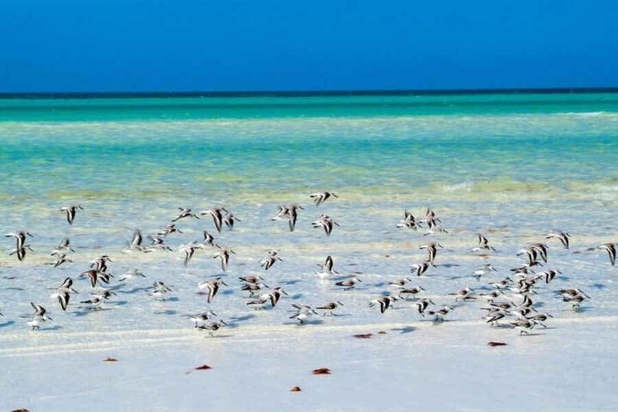 Cancun: Holbox Island, Punta Mosquito Day Trip With Lunch