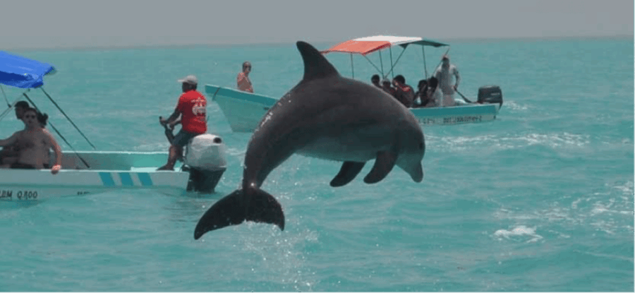 Cancun: Sian Kaan Adventure and Dolphin Sightseeing - Tour Overview