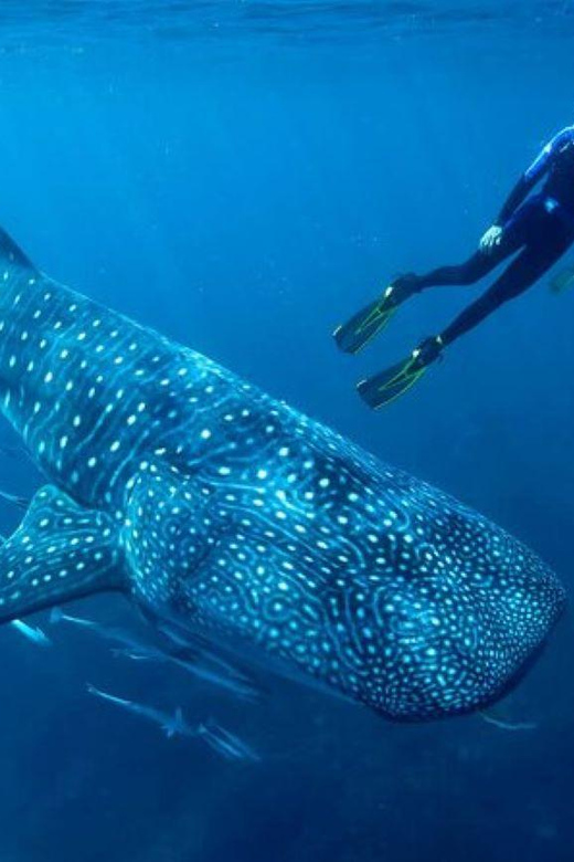 Cancun: Swim With Whale Sharks - Overview and Pricing
