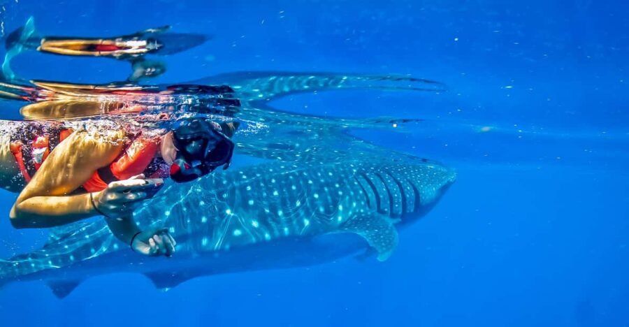 Cancun: Swim With Whale Sharks Boat Tour