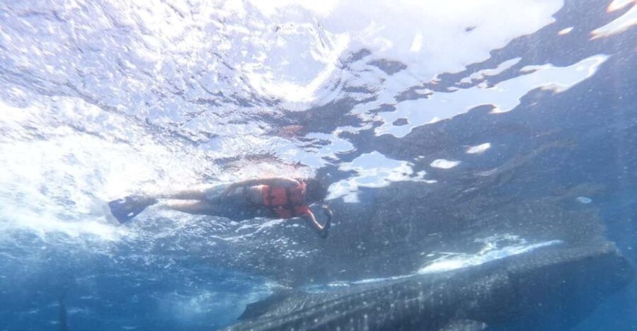 Cancun Whale Shark Adventure Tour