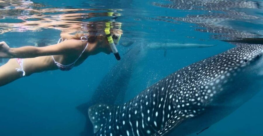 Cancun: Whale Shark Encounter and Snorkeling Experience