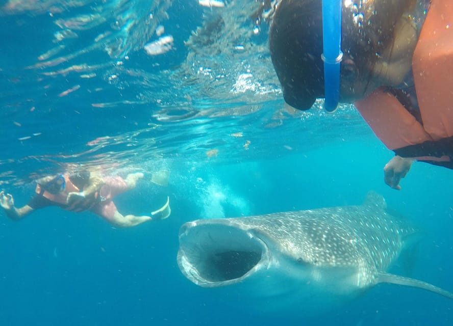 Cancun Whale Shark Experience With Snorkel & Transportation