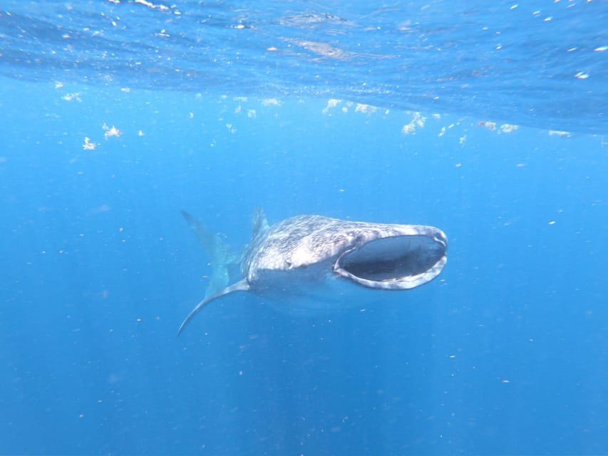 Cancun: Whale Shark Snorkeling Adventure Tour