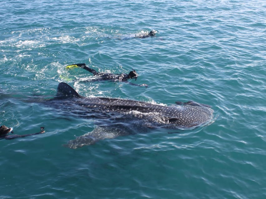 6 Best Whale Watching Experiences In Punta Sam
