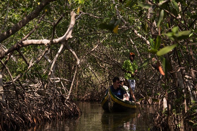 Canoe Trip in the Mangrove Forest in La Boquilla