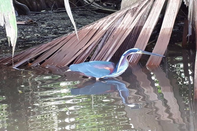 Canoe & Wildlife Spotting on Small Canals of Tortuguero Park