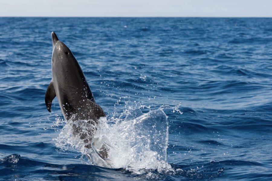 2 Best 2 Hour Tours and Experiences in Cape May