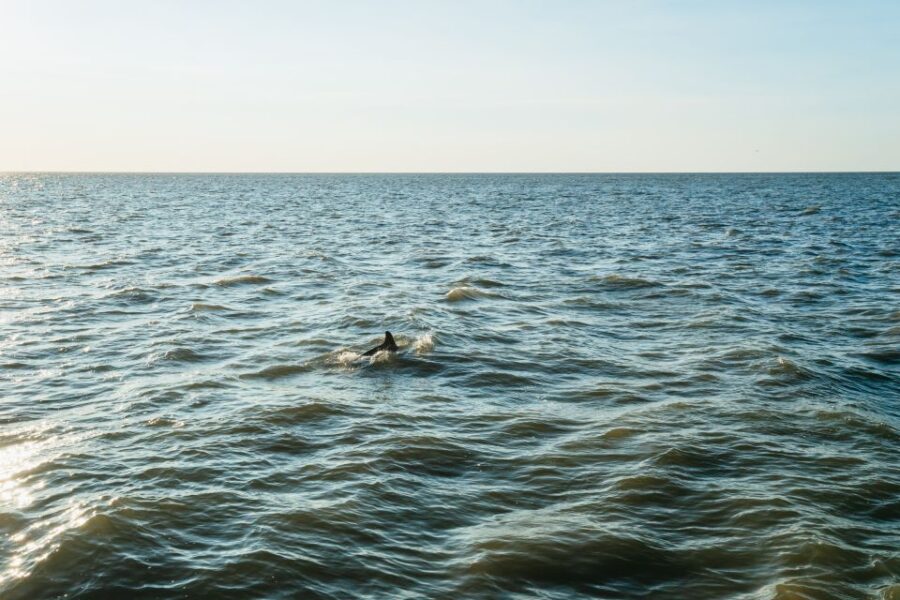 16 Best Cruises And Boat Tours In Cape May