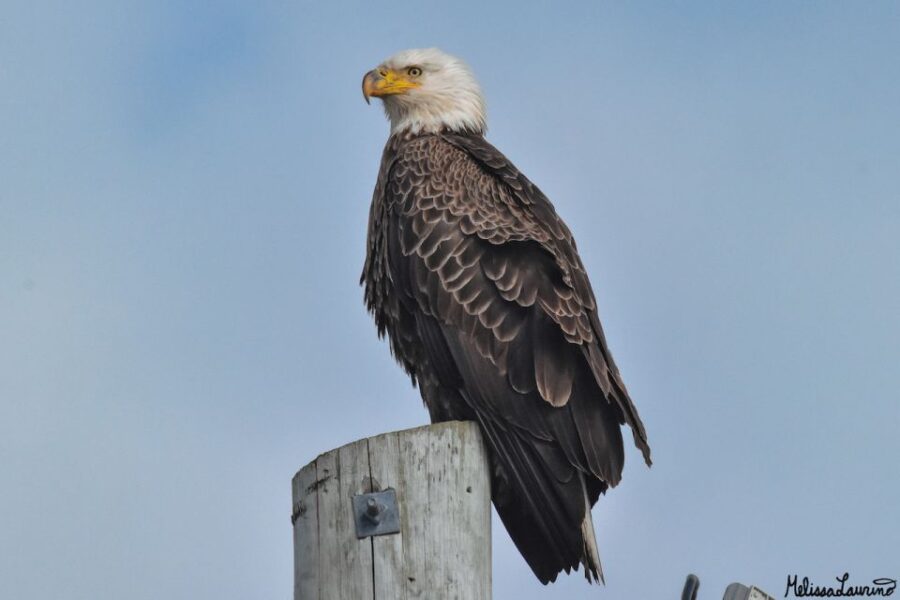 Cape May: Dolphin and Bird Watching Cruise