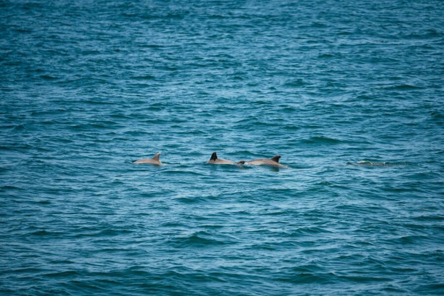 Cape May: Jersey Shore Whale and Dolphin Watching Cruise