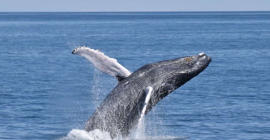 Cape May: Scenic Whale and Dolphin Watching Cruise