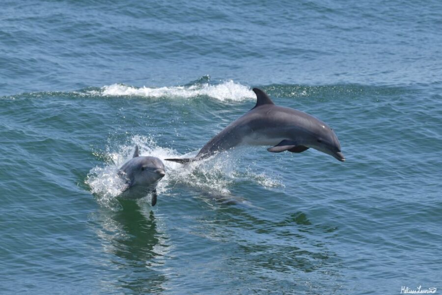 Cape May: Sunset Dolphin Watching Cruise With Food