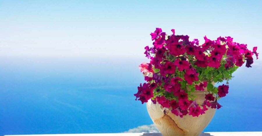 Capri Top: Tour With Guide and Tour of the Island by Sea