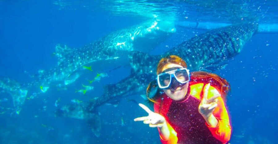 Cebu: Boat Day Trip With Whale Shark Swimming and Lunch