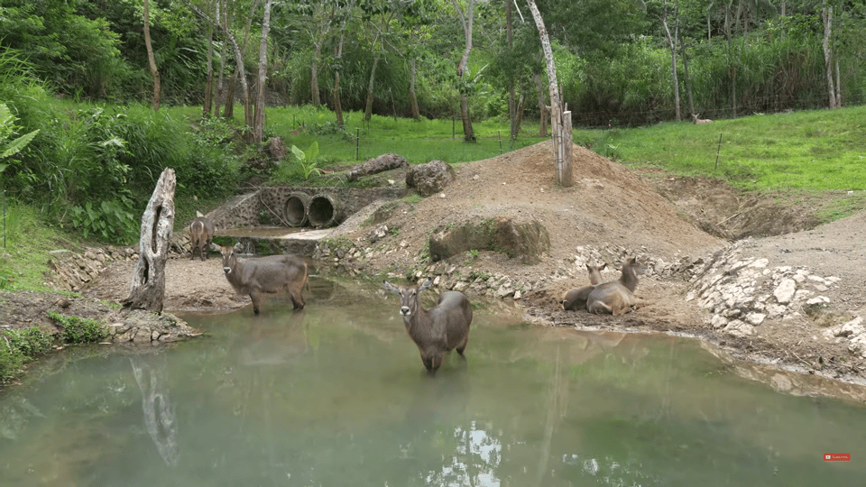 Cebu Carmen: Cebu Safari and Adventure Park