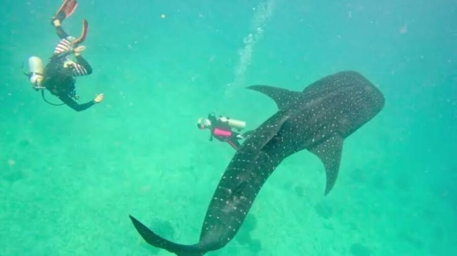 Cebu Group Tour: Whaleshark Watching & Kawasan Canyoneering