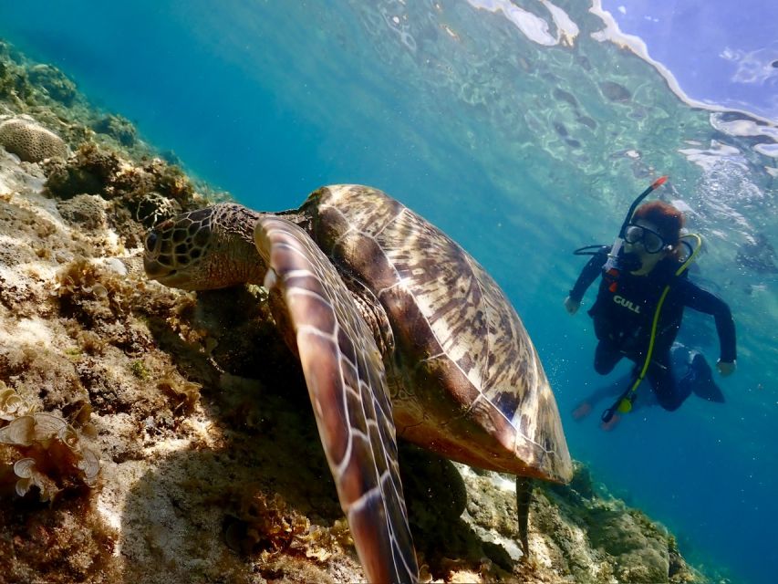 Cebu Mactan:Scuba Diving Experience Beach 1or2 Dive.