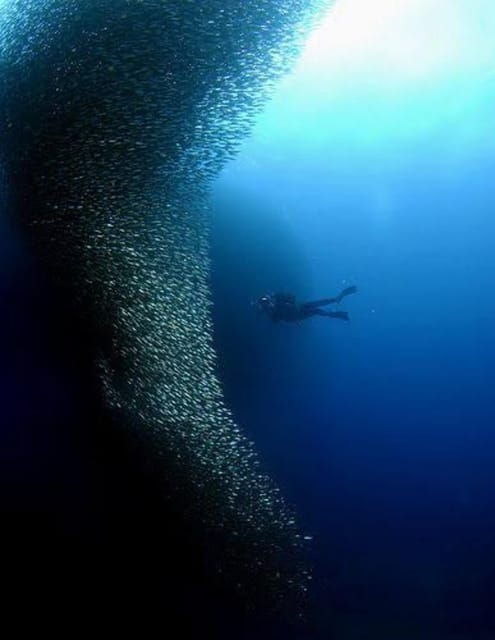 Cebu: Moalboal Scuba Diving, Sardines Run & Pescador Snorkel