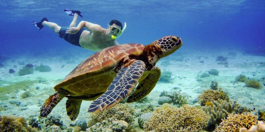 Cebu: Moalboal Snorkeling & Kawasan Canyoneering Adventure