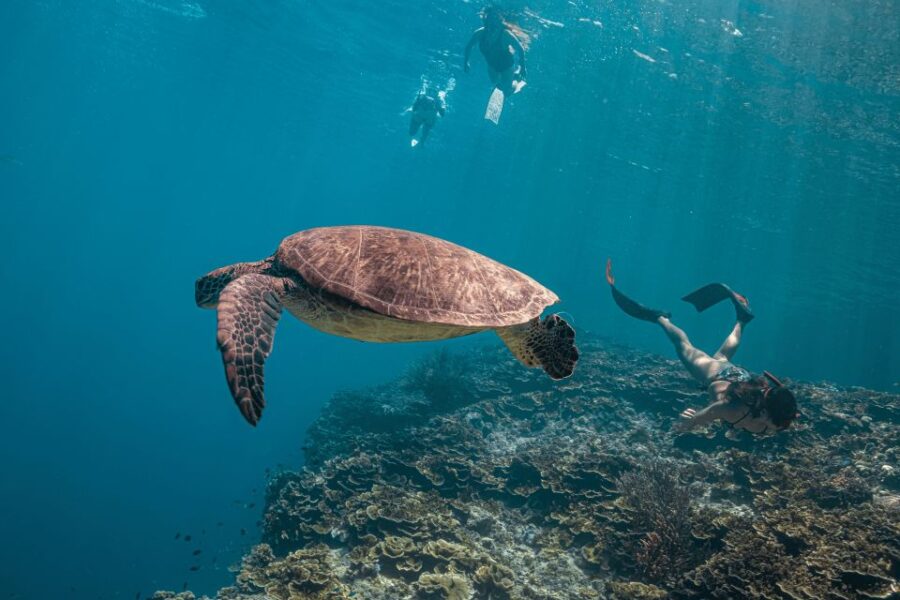 Cebu: Oslob Whale Shark & Moalboal Sardine Turtle Adventure