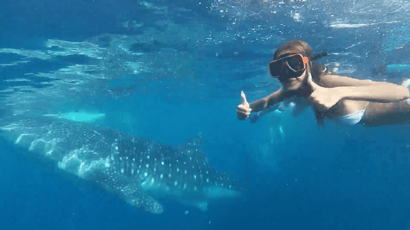 8 Best Whale Watching Experiences In Moalboal